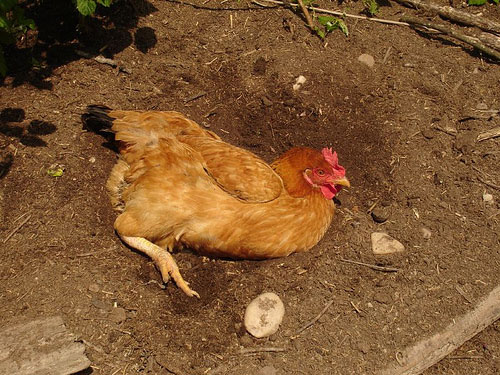 À quoi s'attendre des poulets en liberté