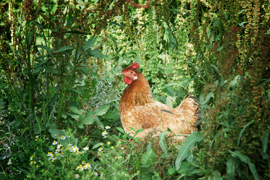 À quoi s'attendre des poulets en liberté