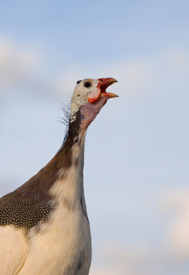 À quoi s'attendre des poulets en liberté