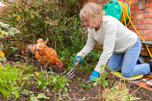 À quoi s'attendre des poulets en liberté