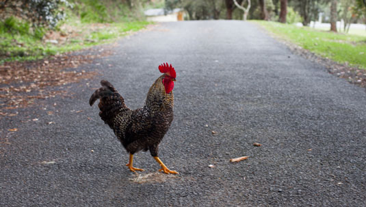 À quoi s'attendre des poulets en liberté