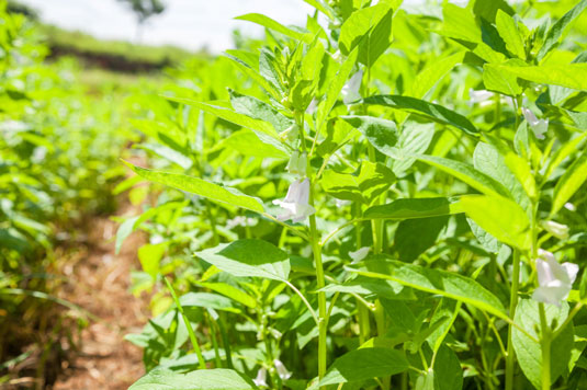 5 plantes productrices de graines que vous pouvez cultiver pour les poulets