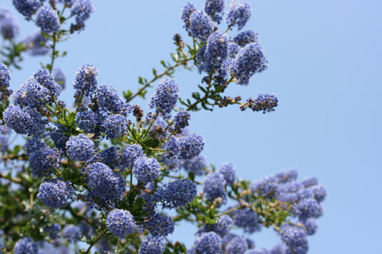 4 plantes pour réparer une pente dans votre poulailler