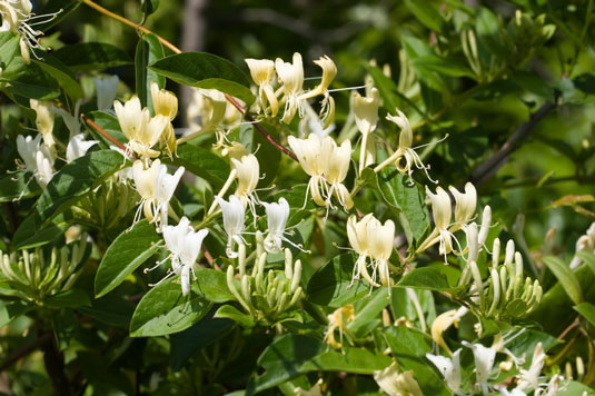 4 plantes pour réparer une pente dans votre poulailler