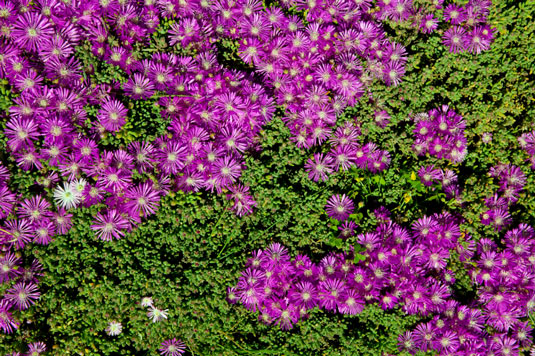 4 plantes pour réparer une pente dans votre poulailler