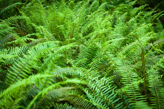 4 plantes pour réparer une pente dans votre poulailler