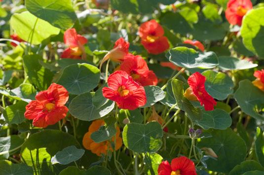 3 vermifuges naturels de poulet que vous pouvez planter