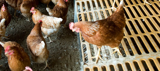 10 problèmes courants de poulet résolus