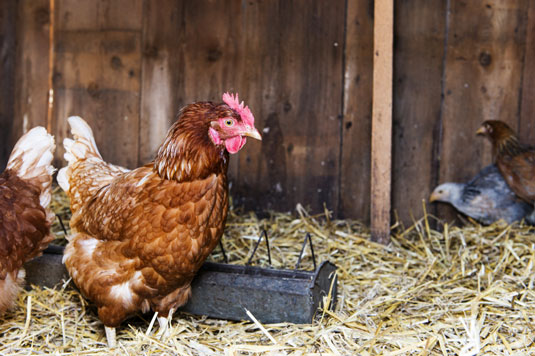 10 problèmes courants de poulet résolus