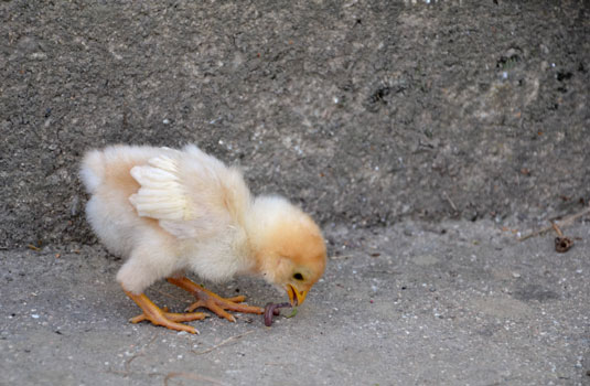 10 problèmes courants de poulet résolus