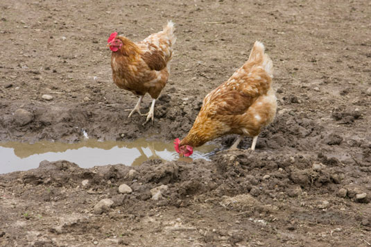 10 problèmes courants de poulet résolus