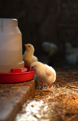 Eau, nourriture et friandises pour vos poulets élevés en liberté