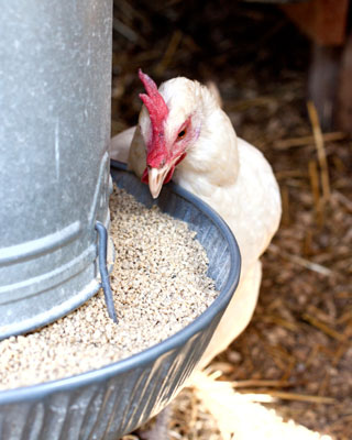 Eau, nourriture et friandises pour vos poulets élevés en liberté