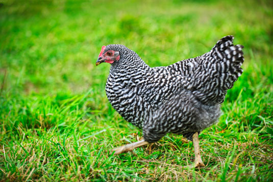 Comment choisir les bonnes races de poulet pour vos besoins de jardinage