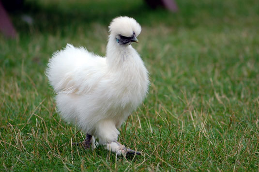 Comment choisir les bonnes races de poulet pour vos besoins de jardinage