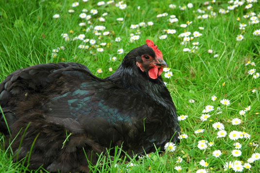 Comment choisir les bonnes races de poulet pour vos besoins de jardinage