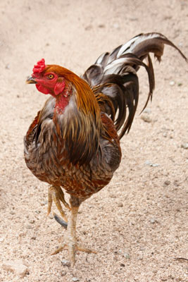 Comment choisir les bonnes races de poulet pour vos besoins de jardinage