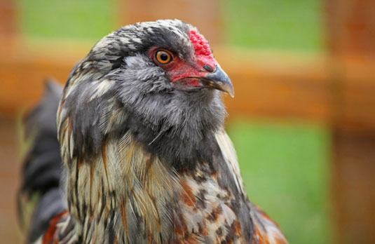 Comment choisir les bonnes races de poulet pour vos besoins de jardinage