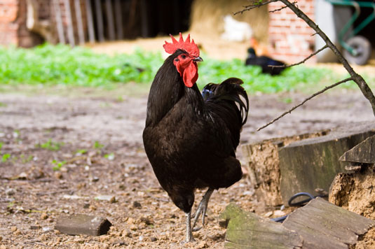 Comment choisir les bonnes races de poulet pour vos besoins de jardinage