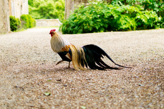 Éléments communs d'aménagement paysager pour votre jardin adapté aux poulets