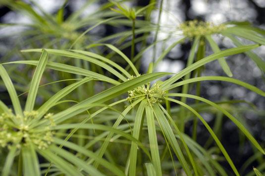 5 plantes pour réparer un endroit humide dans votre poulailler