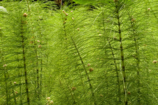 5 plantes pour réparer un endroit humide dans votre poulailler