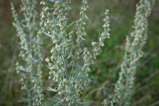 4 plantes insectifuges naturelles pour votre poulailler