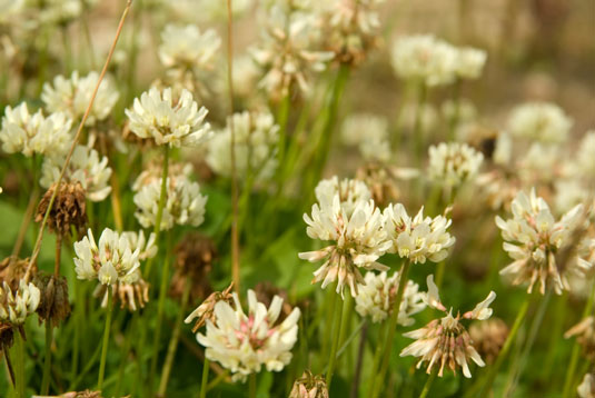 3 types de plantes favorables au poulet qui profitent au sol