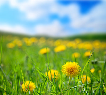 3 types de plantes favorables au poulet qui profitent au sol