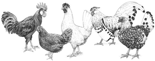 7 catégories de races de poulet