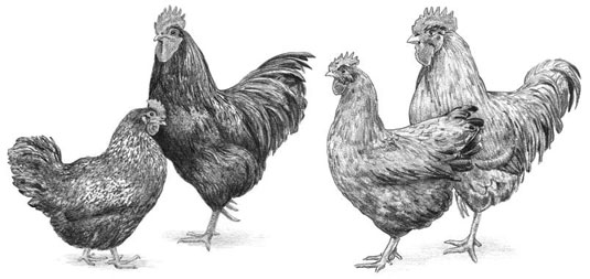 7 catégories de races de poulet