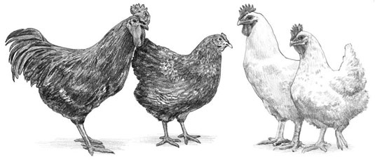 7 catégories de races de poulet