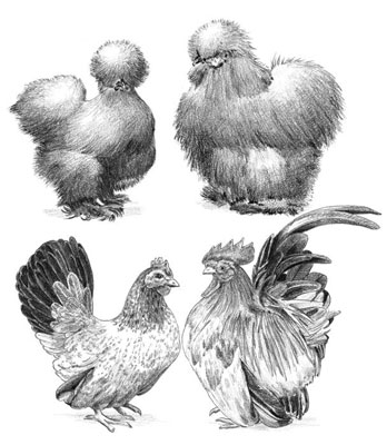 7 catégories de races de poulet