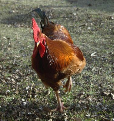 Idées fausses sur les poulets et les œufs