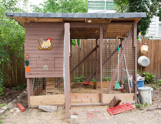 Idées fausses sur les poulets et les œufs