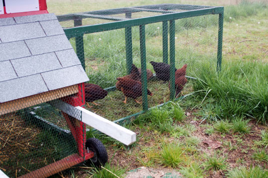 Idées fausses sur les poulets et les œufs