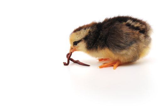 Idées fausses sur les poulets et les œufs