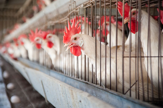 Idées fausses sur les poulets et les œufs