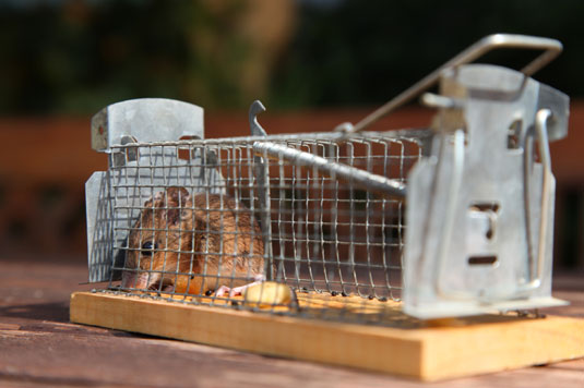 11 conseils pour garder des poulets en bonne santé et sans stress