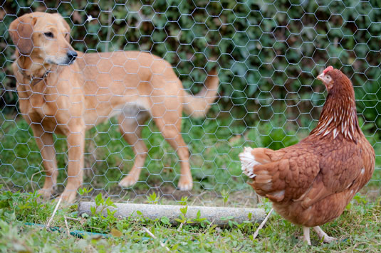 11 conseils pour garder des poulets en bonne santé et sans stress