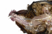 Nécropsier un poulet : tête, cou, articulations et nerfs