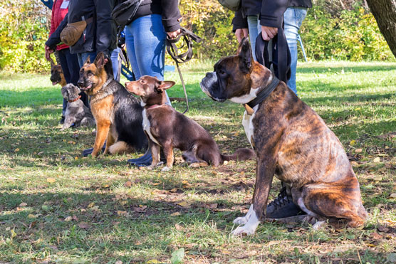 Comment sélectionner un modèle de dressage de chien