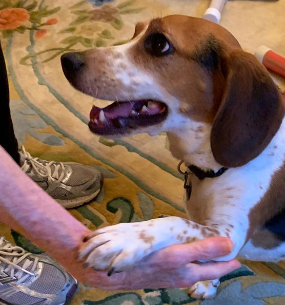 Dressage de chiens : apprenez à un chien à secouer et à faire un high Five