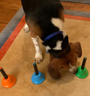 Dressage de chien : trouvez le petit pois sous la bonne tasse