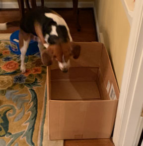 Dressage de chien : apprenez à votre chien à se cacher dans une boîte