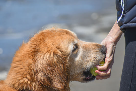 10 façons d'aider votre Golden Retriever à vivre plus longtemps