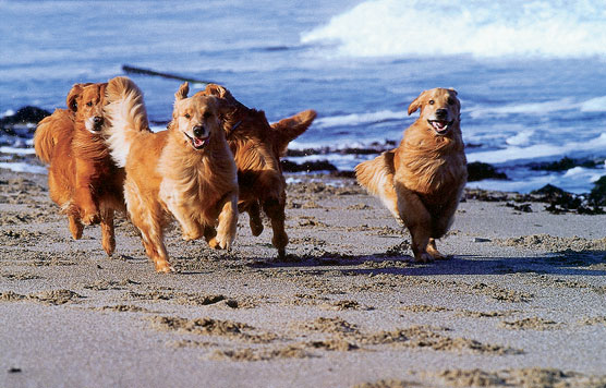 Comment prendre soin des Golden Retrievers seniors