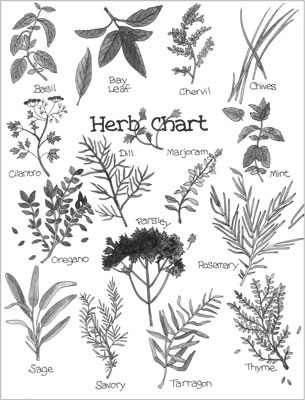 Apprendre à connaître les herbes