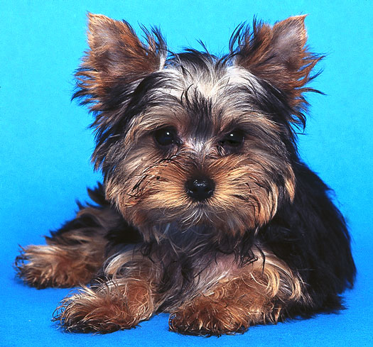 Le long et le court des styles de manteau pour votre Yorkshire Terrier