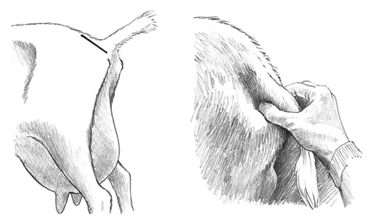 Comment savoir quand votre chèvre chevrera